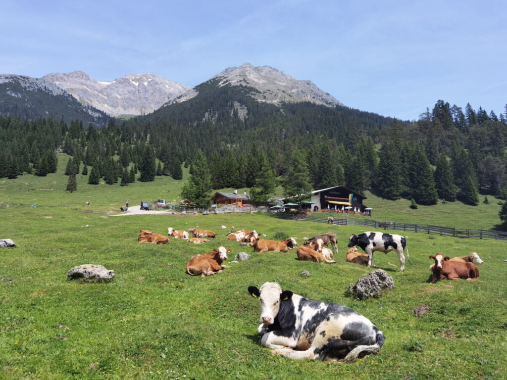 Traumziel Buckelwiesen bei der Gaistalalm